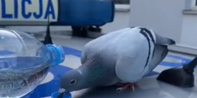 Policjanci ratują wycieńczonego gołębia (video)