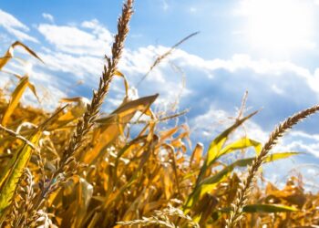 Lublin. IMGW wydał ostrzeżenie o upałach. Miejscami nawet do 35 stopni Celsjusza