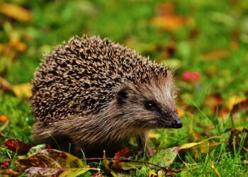Lublin. Będą nowe hotele dla owadów, domki dla jeży oraz schronienia dla nietoperzy