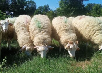 Nietypowi goście na zamku w Janowcu