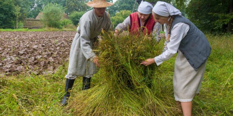 Lublin: Muzeum Wsi Lubelskiej zaprasza na Niedzielę z lnem