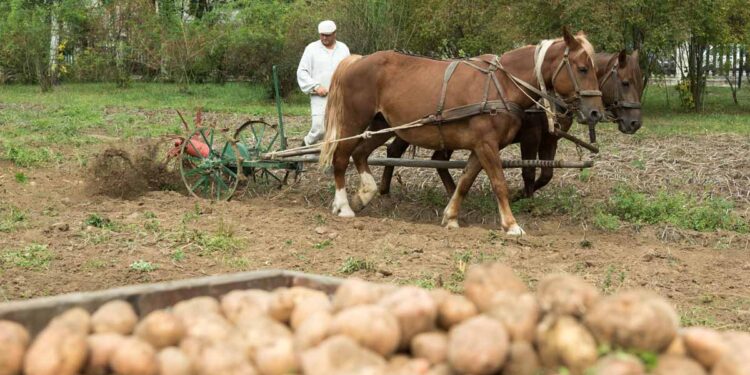 Muzeum Wsi Lubelskiej zaprasza na pokaz tradycyjnego zbioru ziemniaków