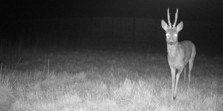 Nocni goście przy S17 Kurów Zachód – Skrudki