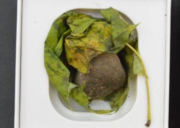 Zamość: Kamień i liść za 560 zł