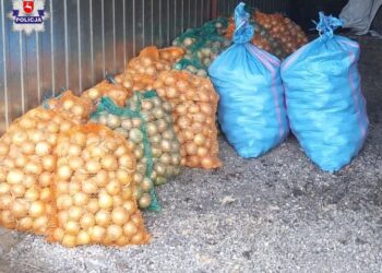 Tarnogród: Kradli cebulę. Wpadli na gorącym uczynku