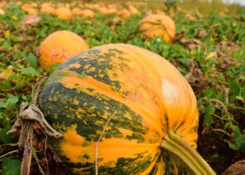 Zupy dyniowej nie będzie…