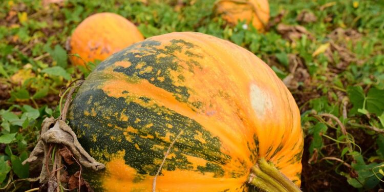 Zupy dyniowej nie będzie…