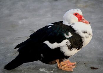 Ognisko ptasiej grypy w województwie lubelskim. Wybiją prawie 40 tysięcy kaczek