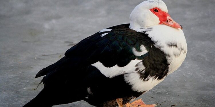 Ognisko ptasiej grypy w województwie lubelskim. Wybiją prawie 40 tysięcy kaczek