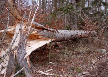 IMGW ostrzega o silnym wietrze