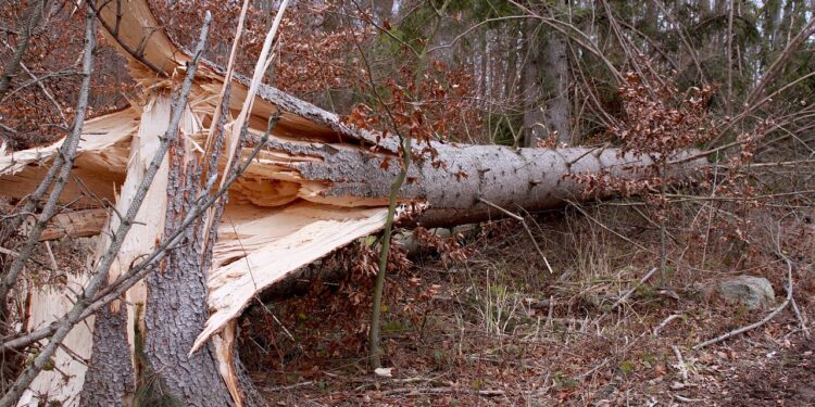 IMGW ostrzega o silnym wietrze