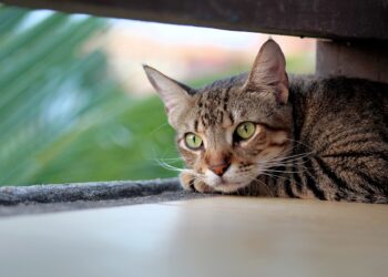 Schronisko dla Bezdomnych Zwierząt w Lublinie zaprasza na dzień otwarty