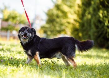 Zbliża się wspólny spacer z podopiecznymi z lubelskiego schroniska