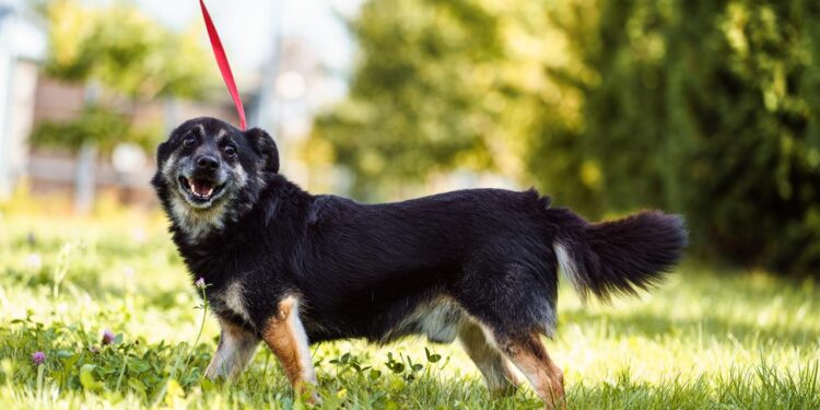 Zbliża się wspólny spacer z podopiecznymi z lubelskiego schroniska