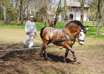 Pokaz prac polowych w lubelskim skansenie (zdjęcia)
