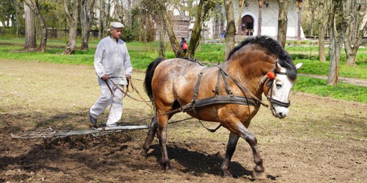 Pokaz prac polowych w lubelskim skansenie (zdjęcia)