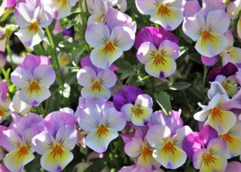 Lubisz bratki? Miasto będzie rozdawać sadzonki w Ogrodzie Saskim