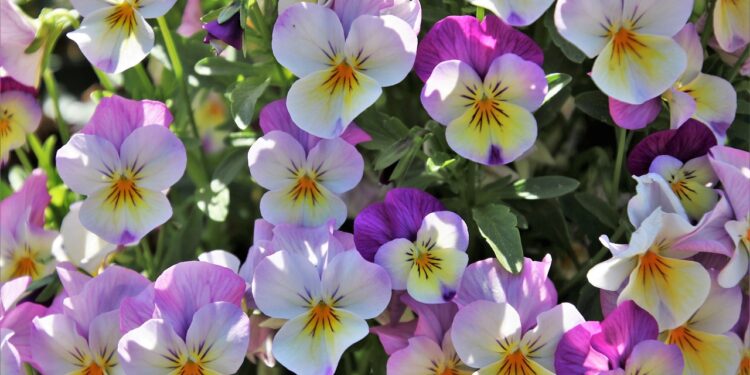 Lubisz bratki? Miasto będzie rozdawać sadzonki w Ogrodzie Saskim