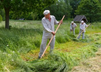 Sianokosy sprzed lat. Lubelski skansen zaprasza na łąkę
