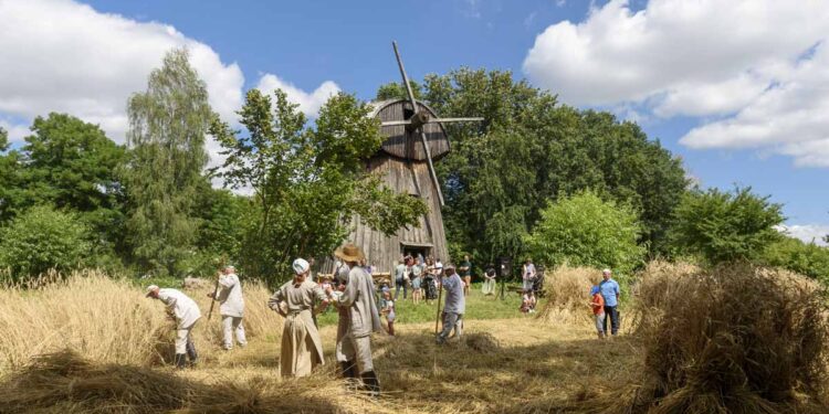 Pokażą, jak wyglądał zbiór zbóż na przedwojennej wsi