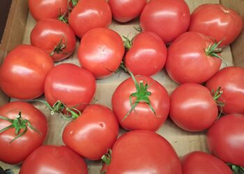 Planował zrobić keczup z cudzych pomidorów. Dostał mandat