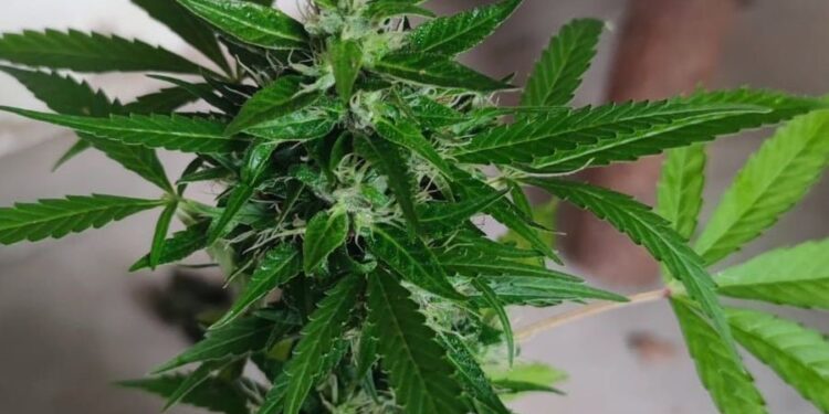 22-latek zatrzymany za uprawę marihuany