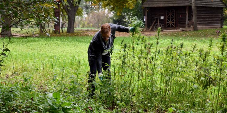 Wykopki kartoflane i żniwa konopne już w niedzielę w skansenie