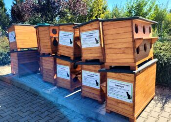 Bezpańskie koty będą miały nowe schronienia