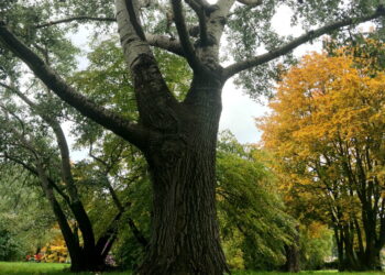 Lublin może zyskać dwa nowe pomniki przyrody